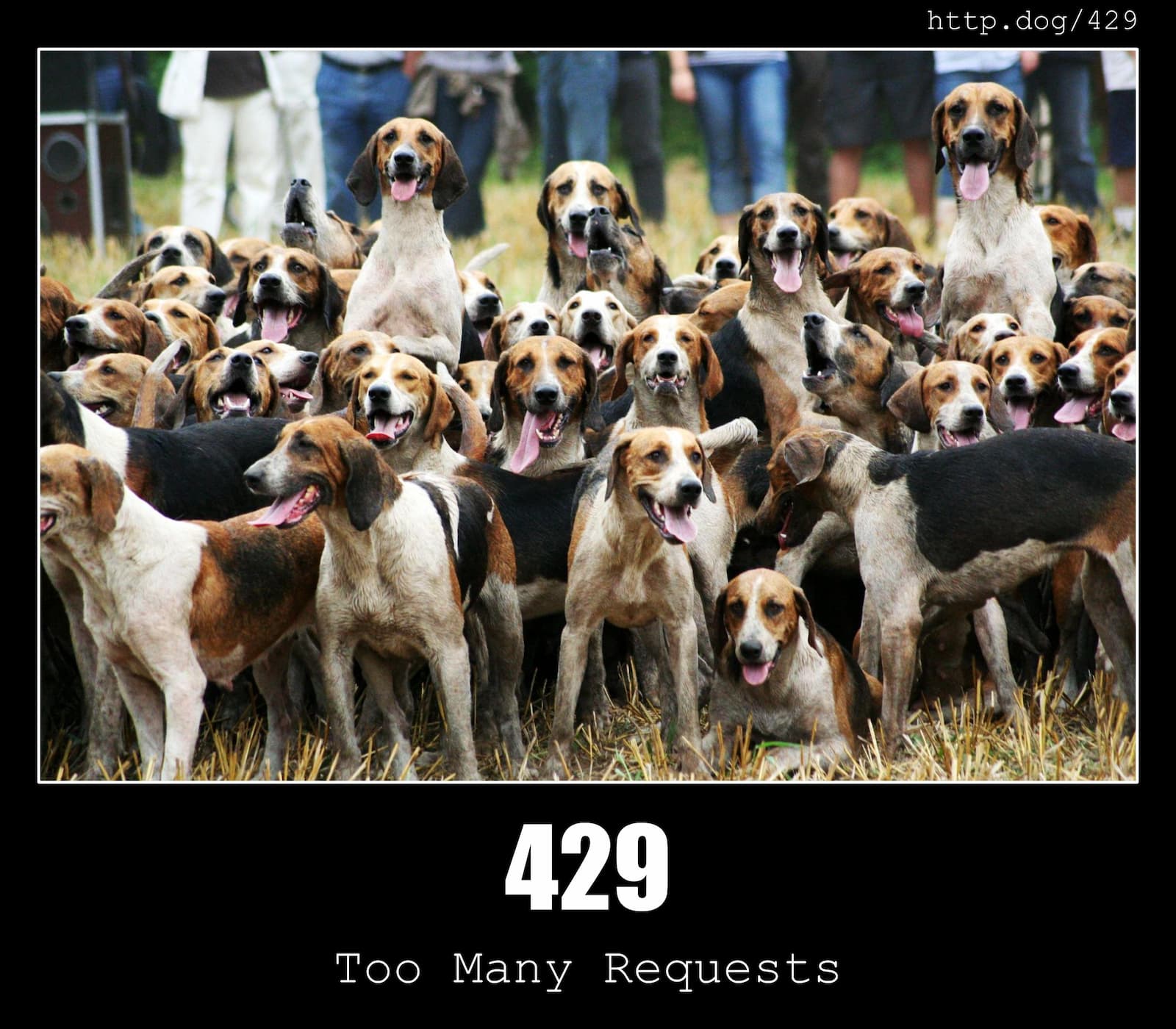 429 Too Many Requests - HTTP status code and dogs!