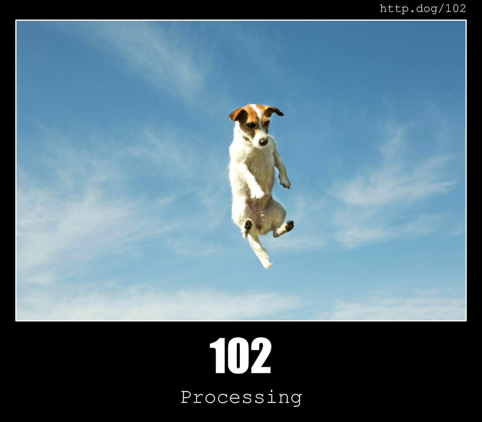 HTTP Status Code 102 Processing & Dogs