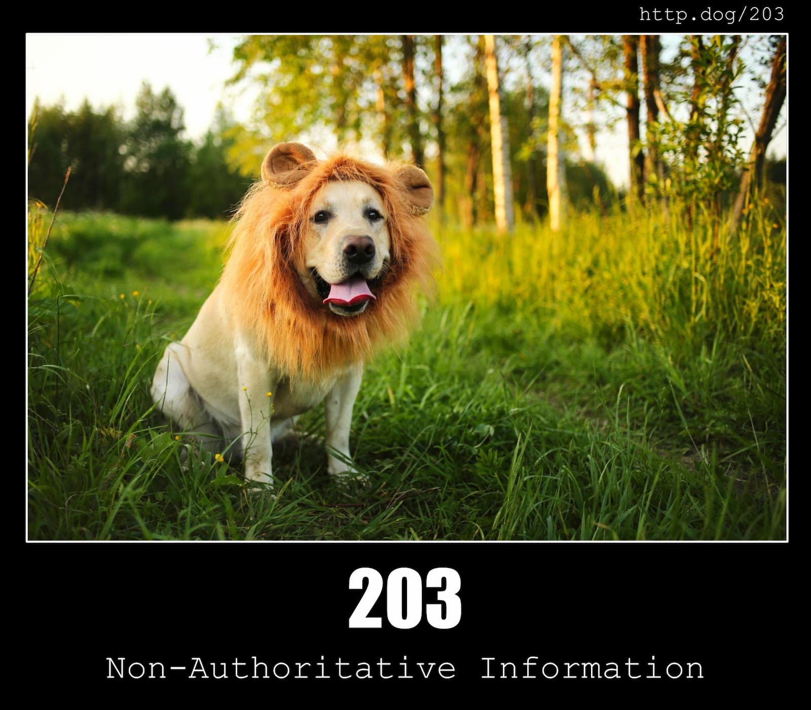HTTP Status Code 203 Non-Authoritative Information & Dogs