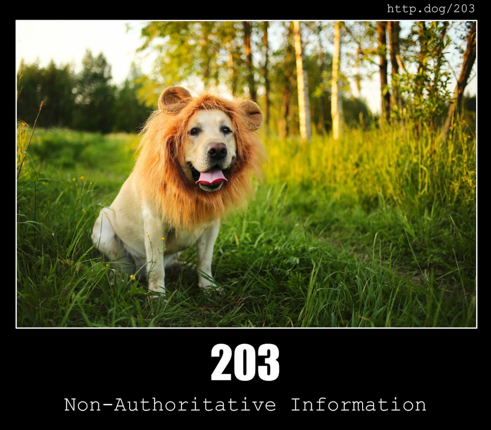 203 Non Authoritative Information HTTP Status Code And Dogs 