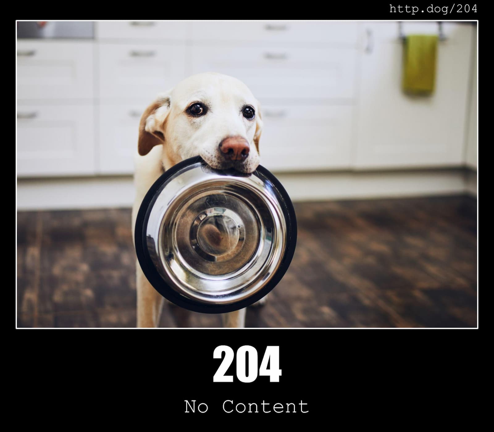 HTTP Status Code 204 No Content & Dogs