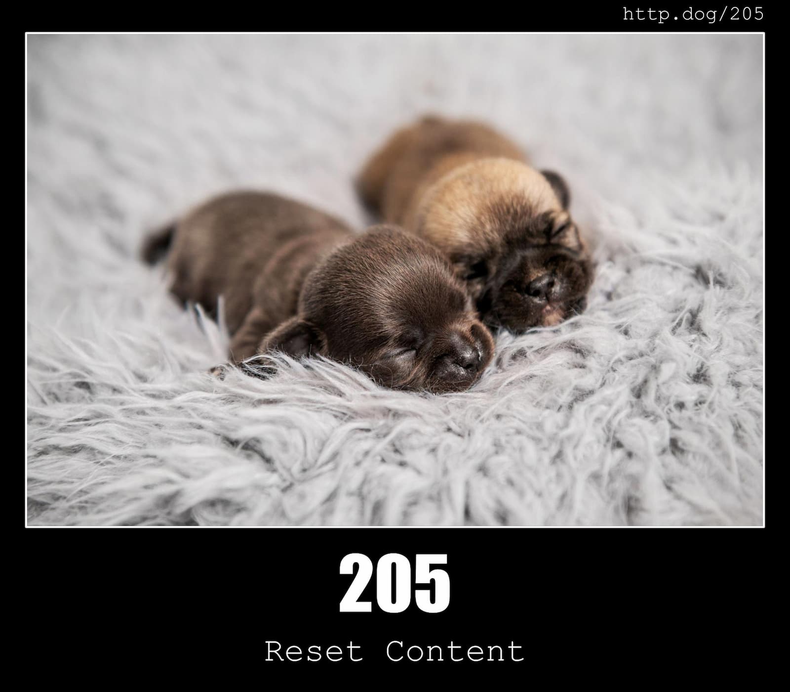 HTTP Status Code 205 Reset Content & Dogs