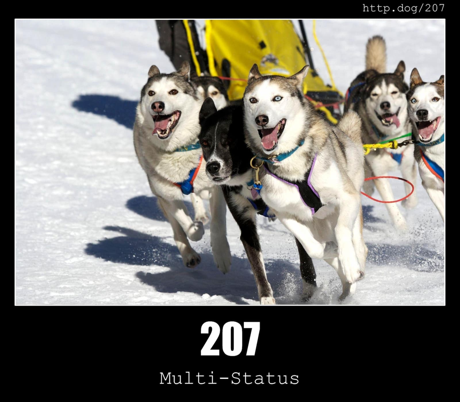HTTP Status Code 207 Multi-Status & Dogs