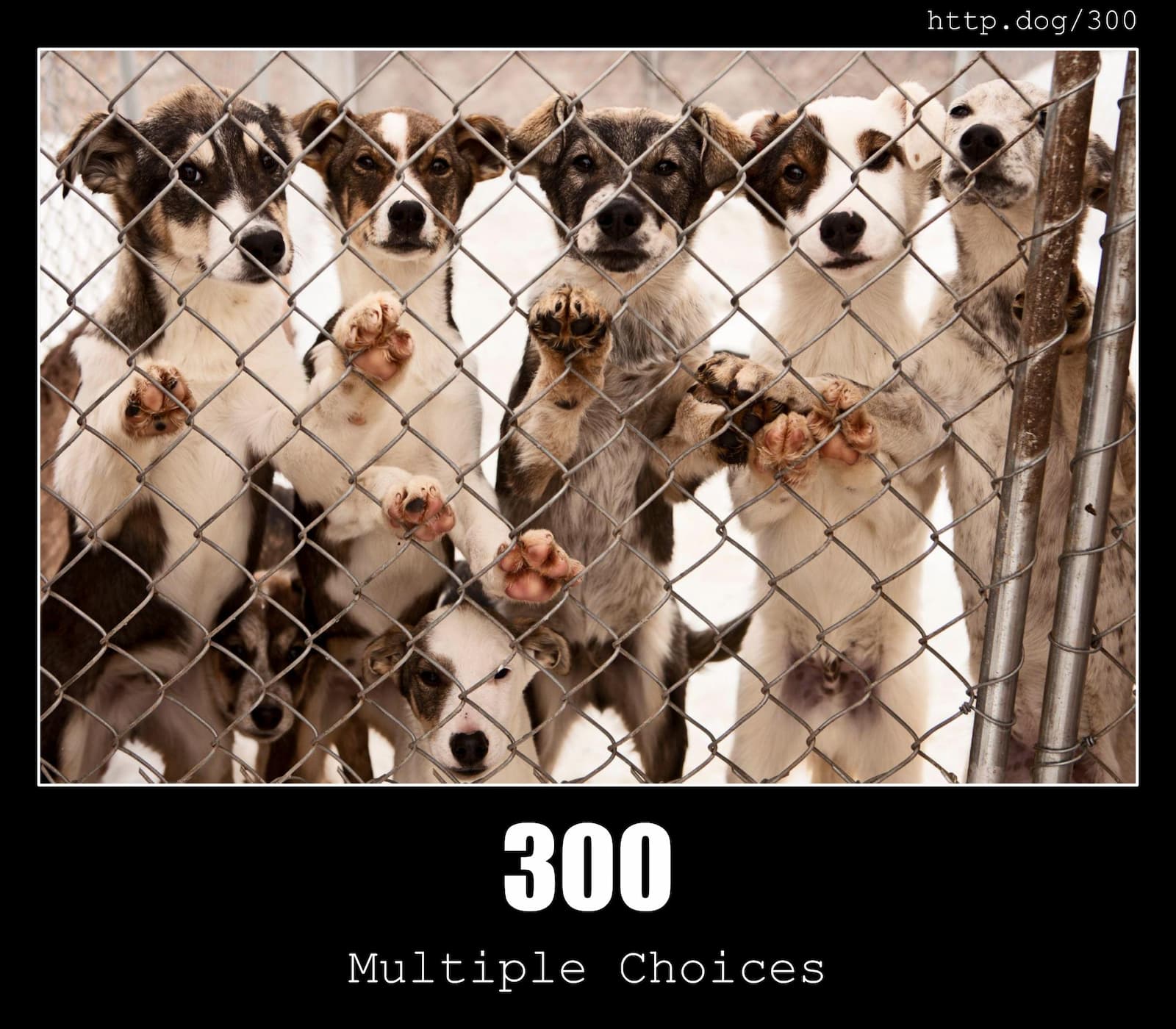 HTTP Status Code 300 Multiple Choices & Dogs