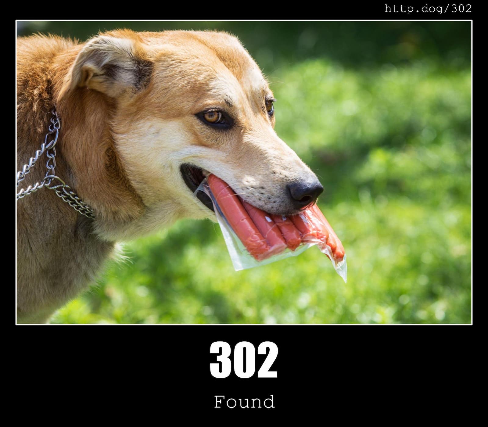 HTTP Status Code 302 Found & Dogs
