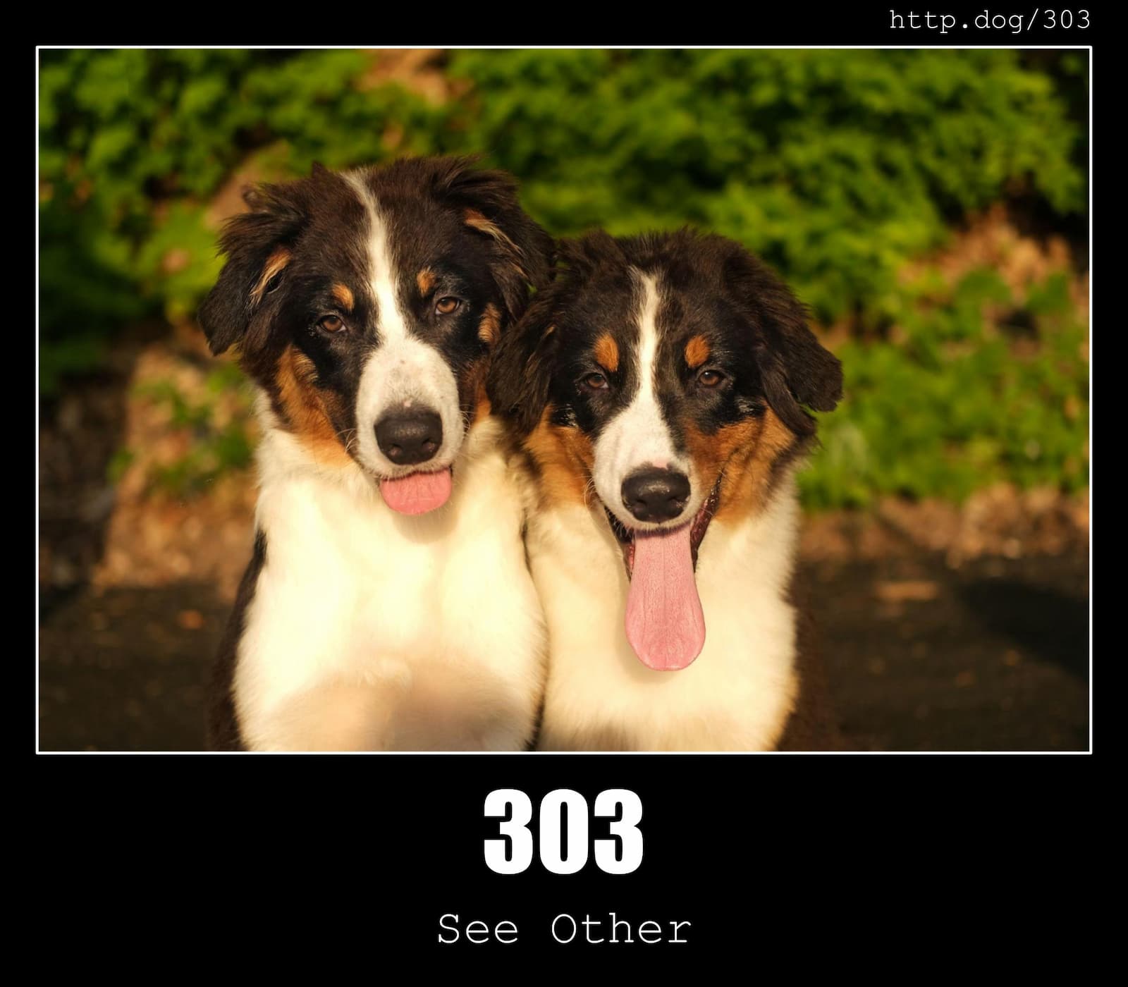 HTTP Status Code 303 See Other & Dogs