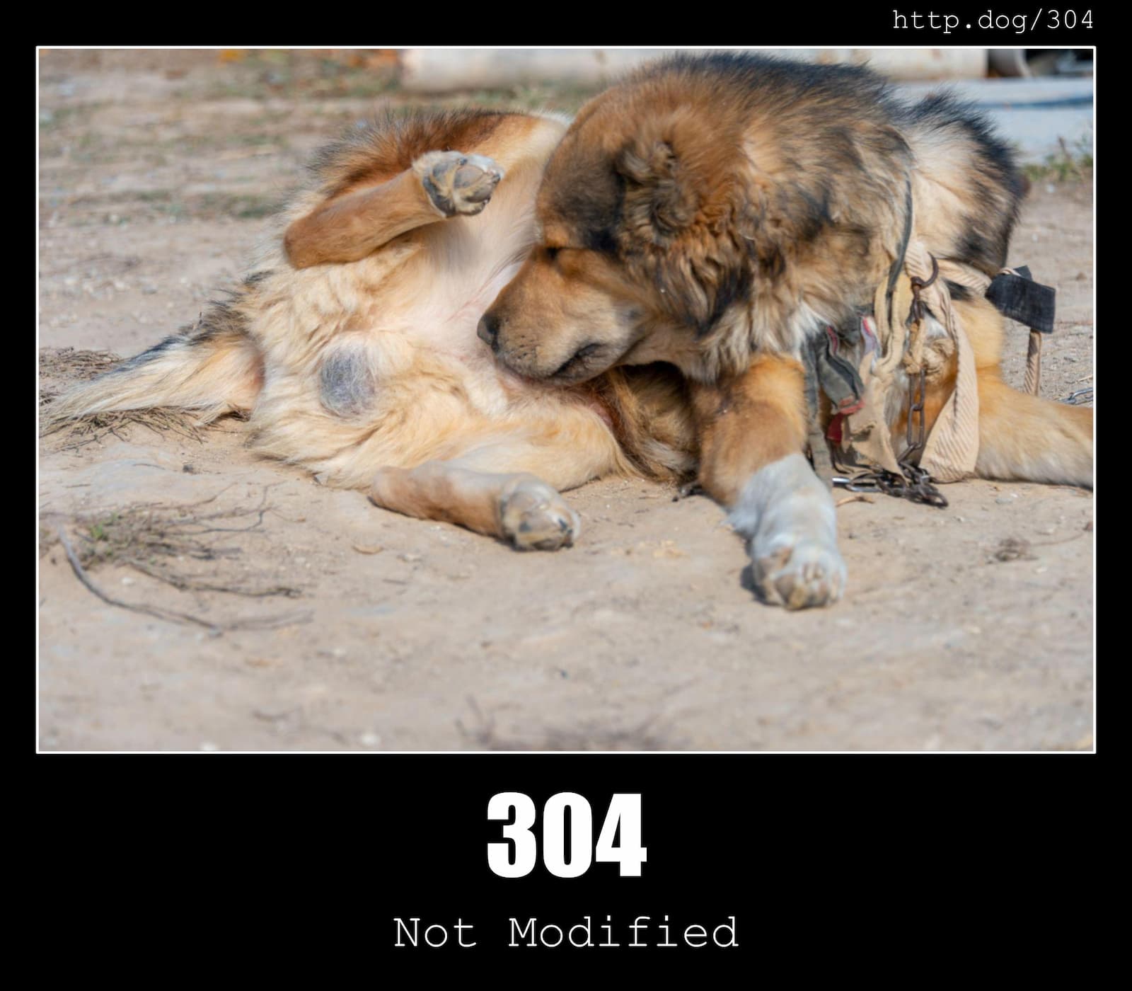 HTTP Status Code 304 Not Modified & Dogs