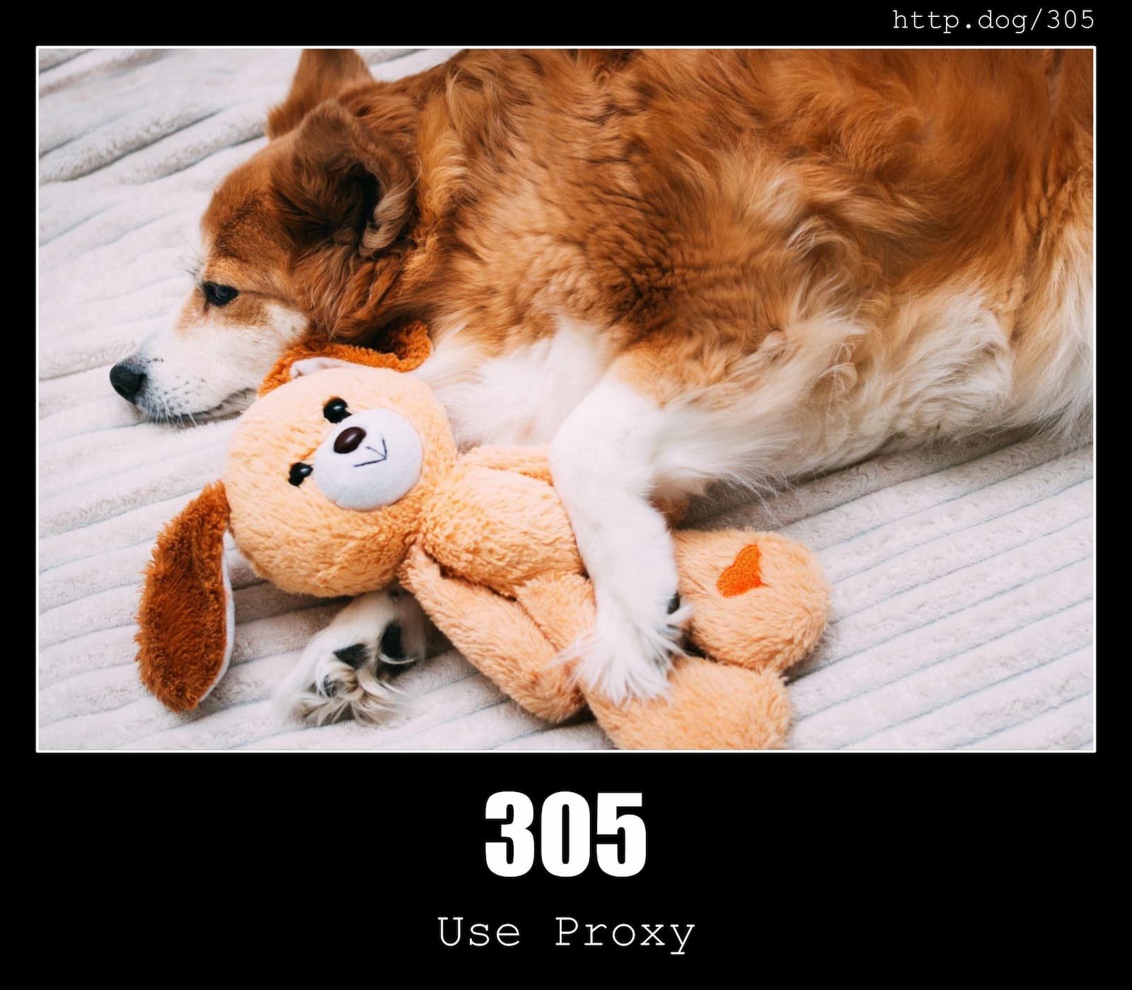HTTP Status Code 305 Use Proxy & Dogs