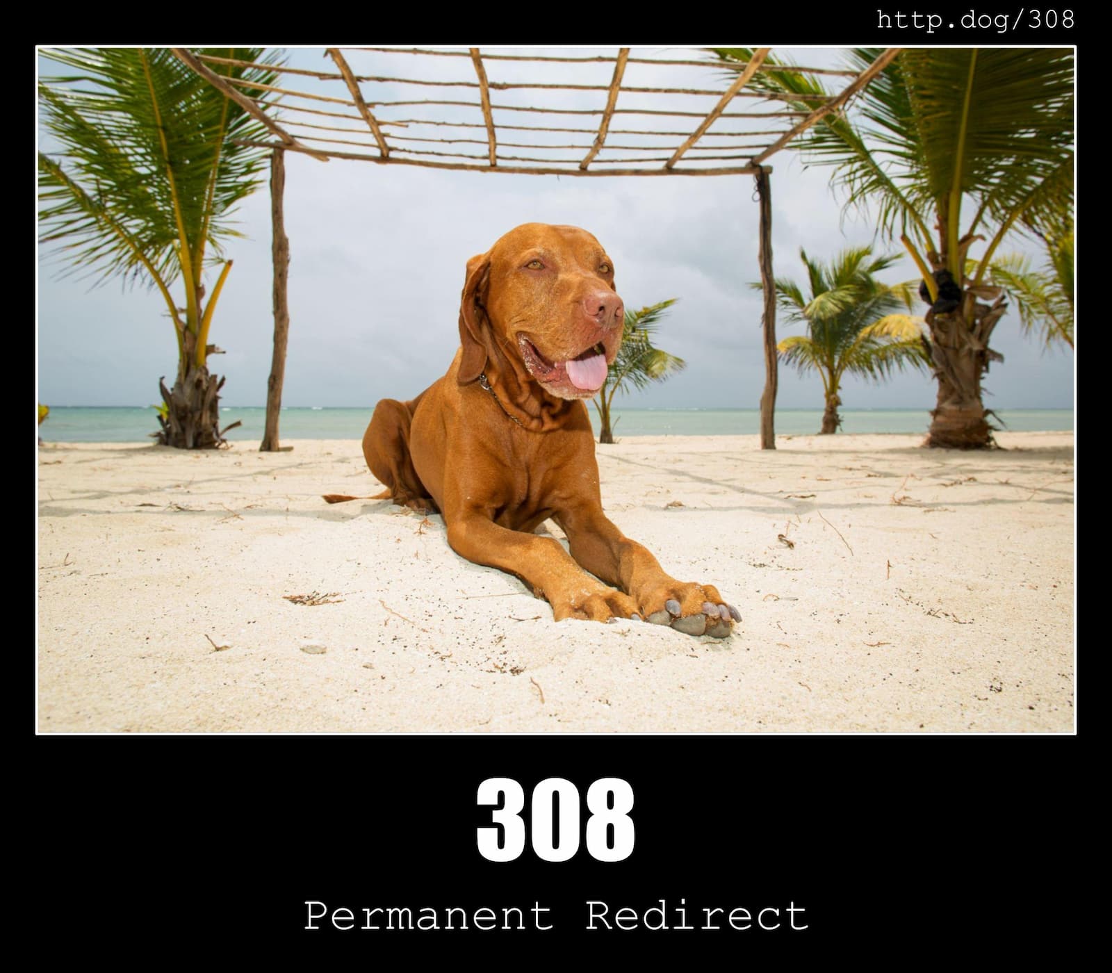 HTTP Status Code 308 Permanent Redirect & Dogs