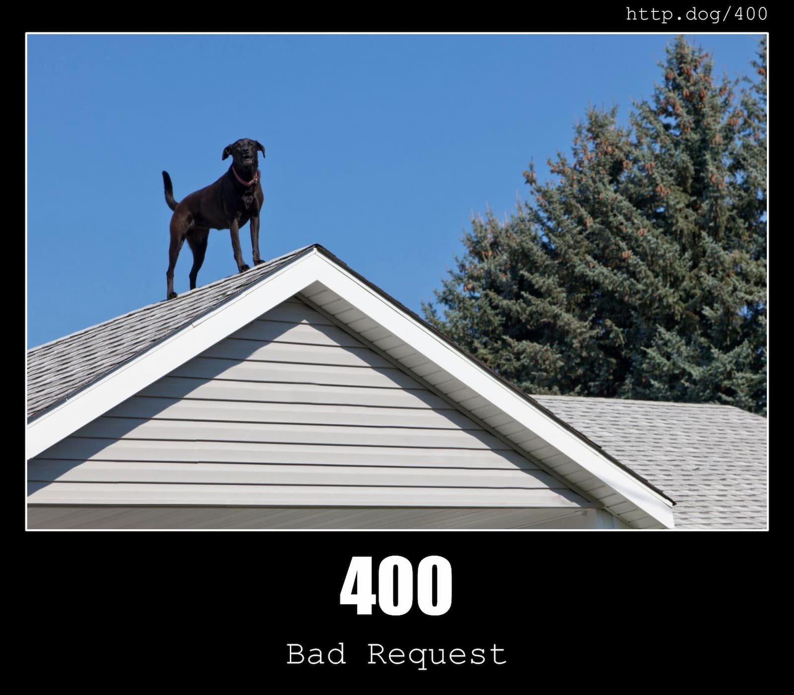 HTTP Status Code 400 Bad Request & Dogs
