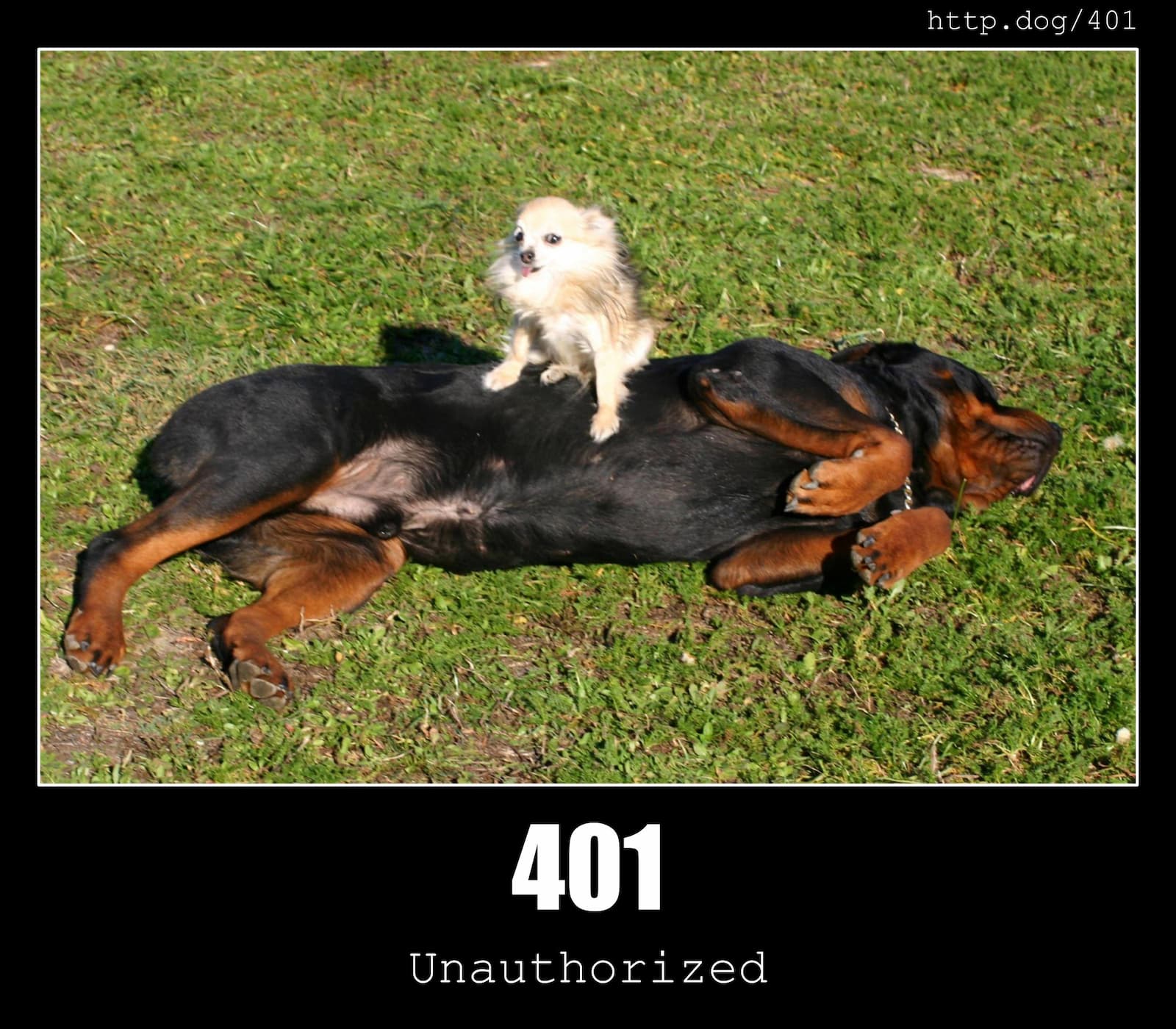 HTTP Status Code 401 Unauthorized & Dogs