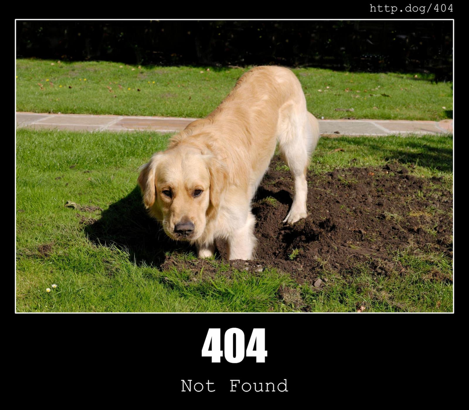 HTTP Status Code 404 Not Found & Dogs