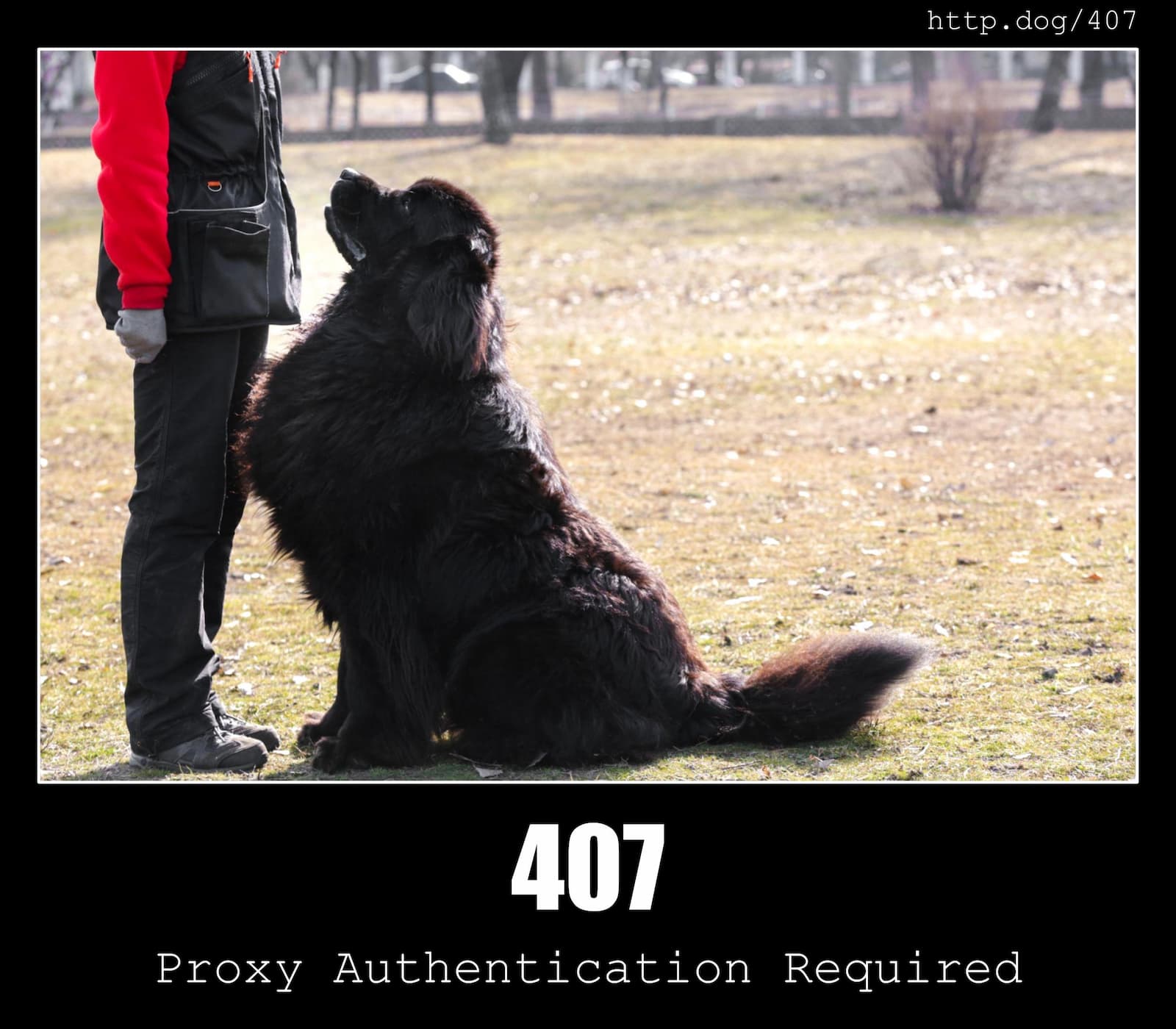 HTTP Status Code 407 Proxy Authentication Required & Dogs