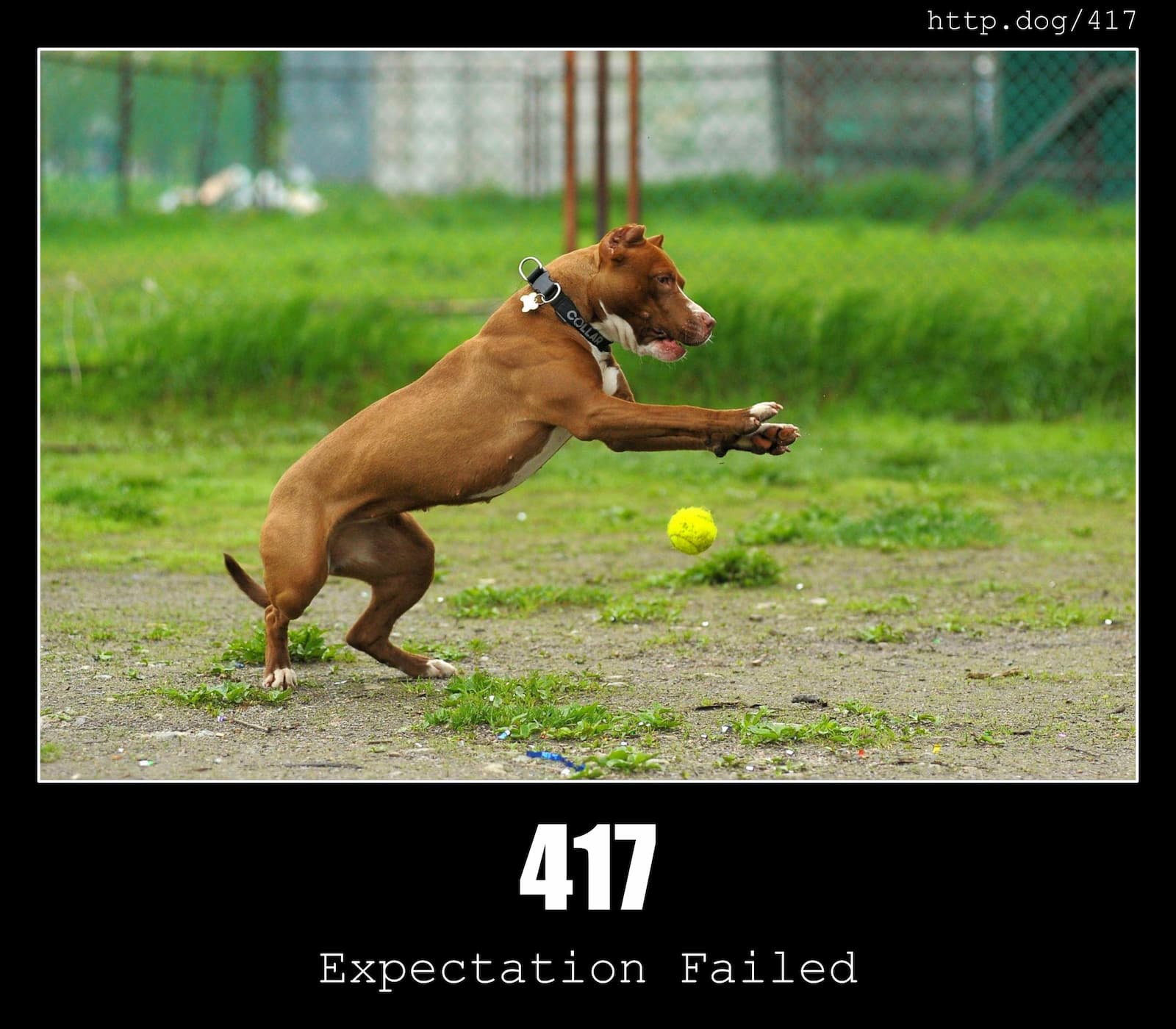 HTTP Status Code 417 Expectation Failed & Dogs