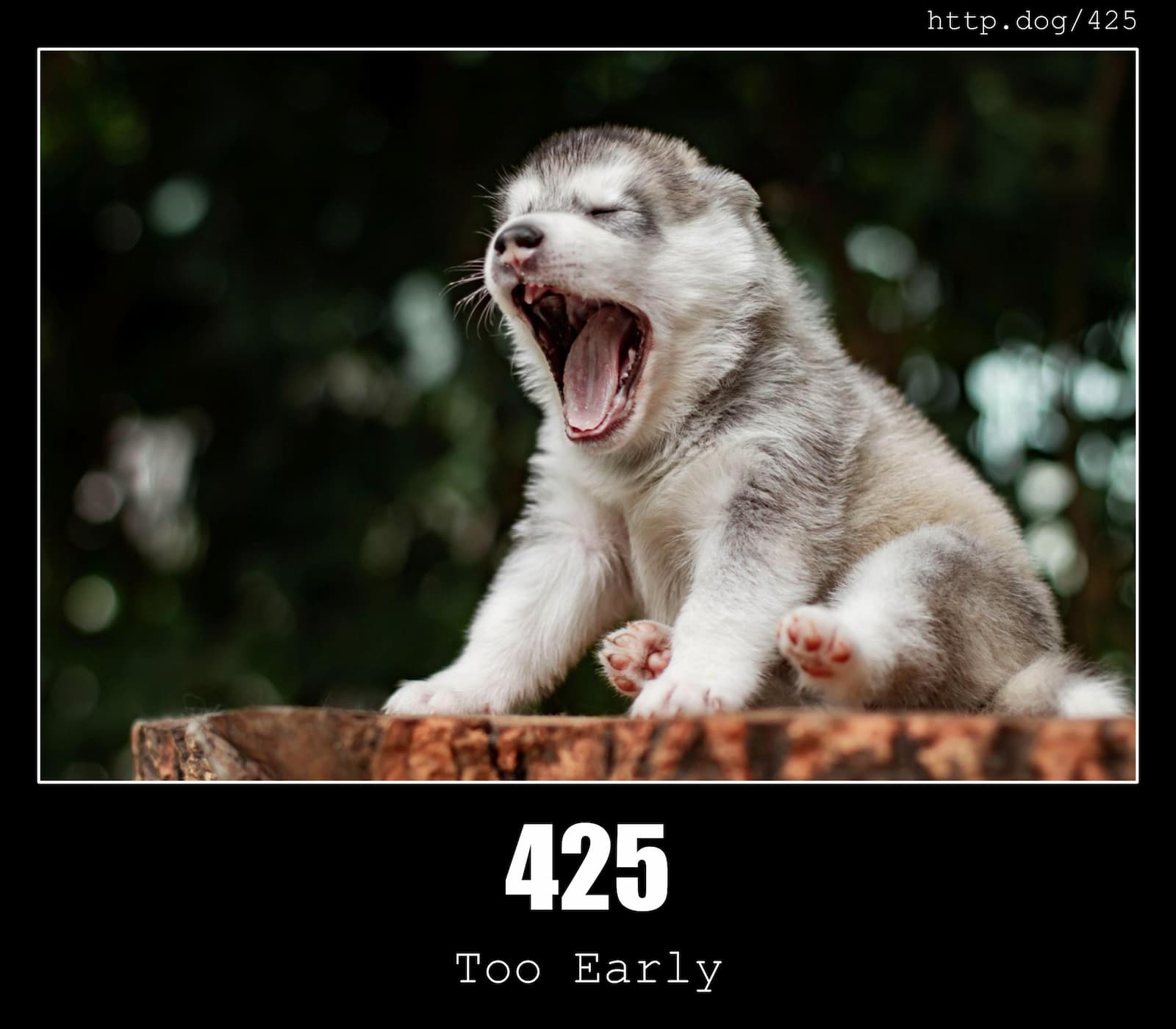 HTTP Status Code 425 Too Early & Dogs