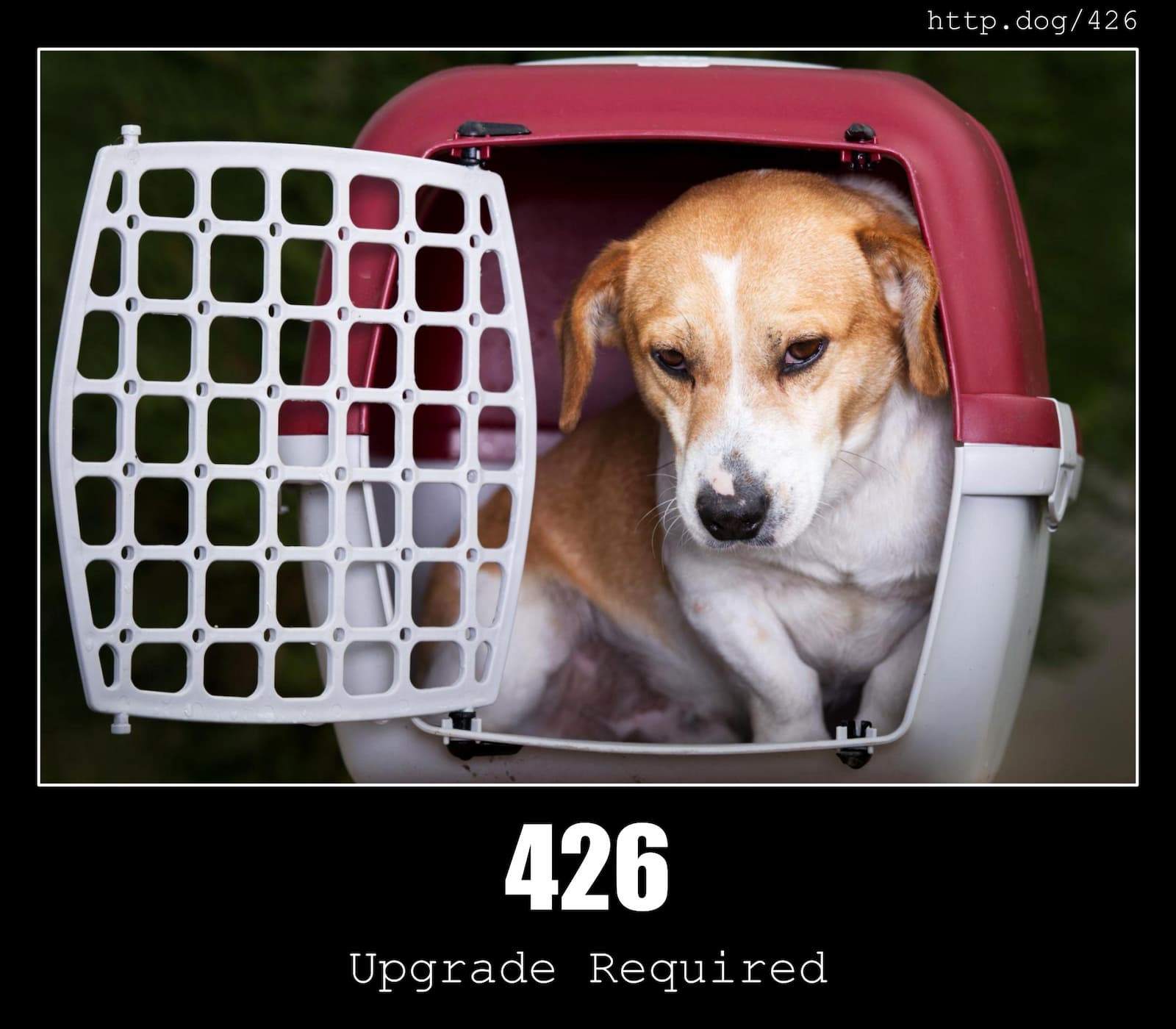 HTTP Status Code 426 Upgrade Required & Dogs