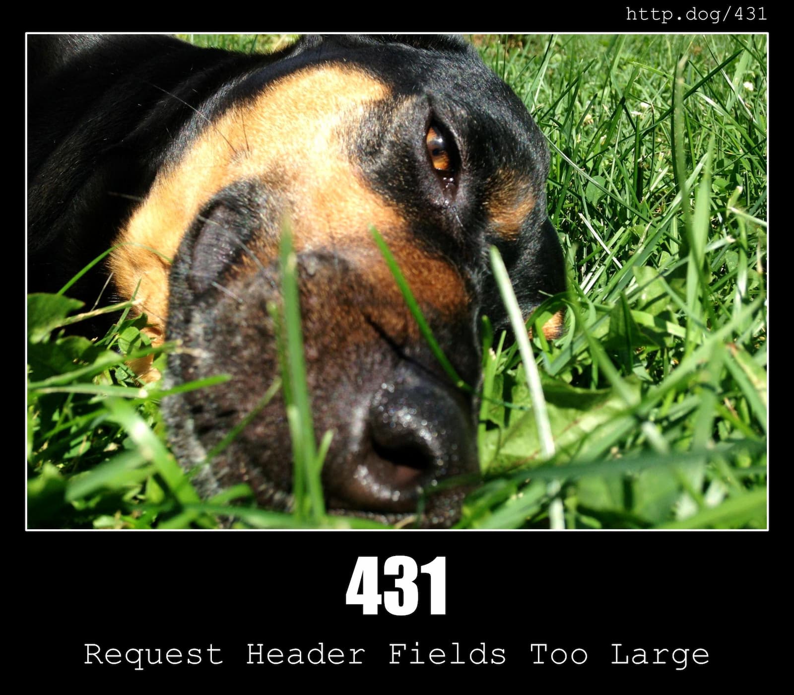 HTTP Status Code 431 Request Header Fields Too Large & Dogs