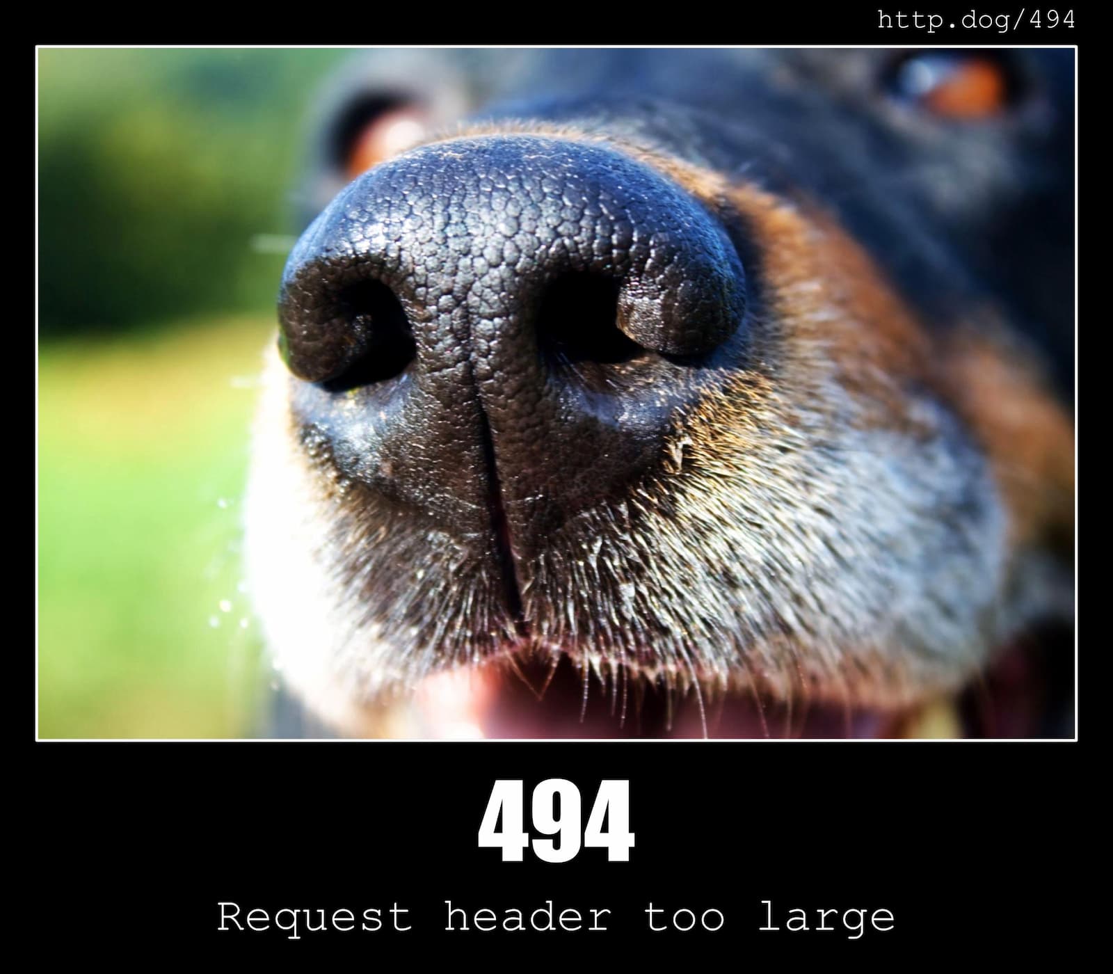 HTTP Status Code 494 Request header too large & Dogs
