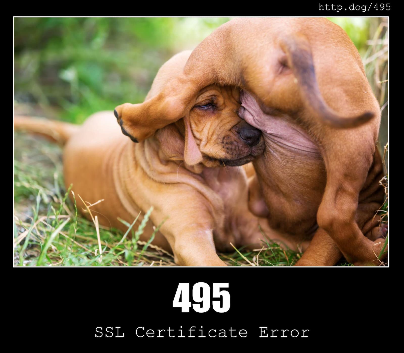 HTTP Status Code 495 SSL Certificate Error & Dogs