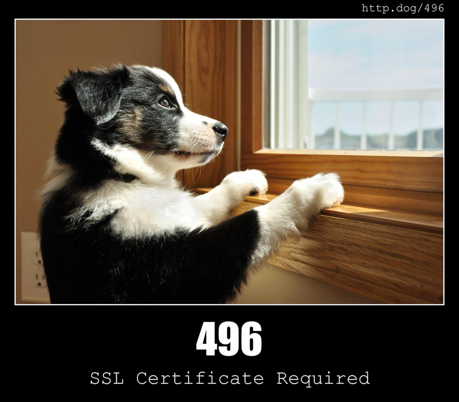 HTTP Status Code 496 SSL Certificate Required & Dogs