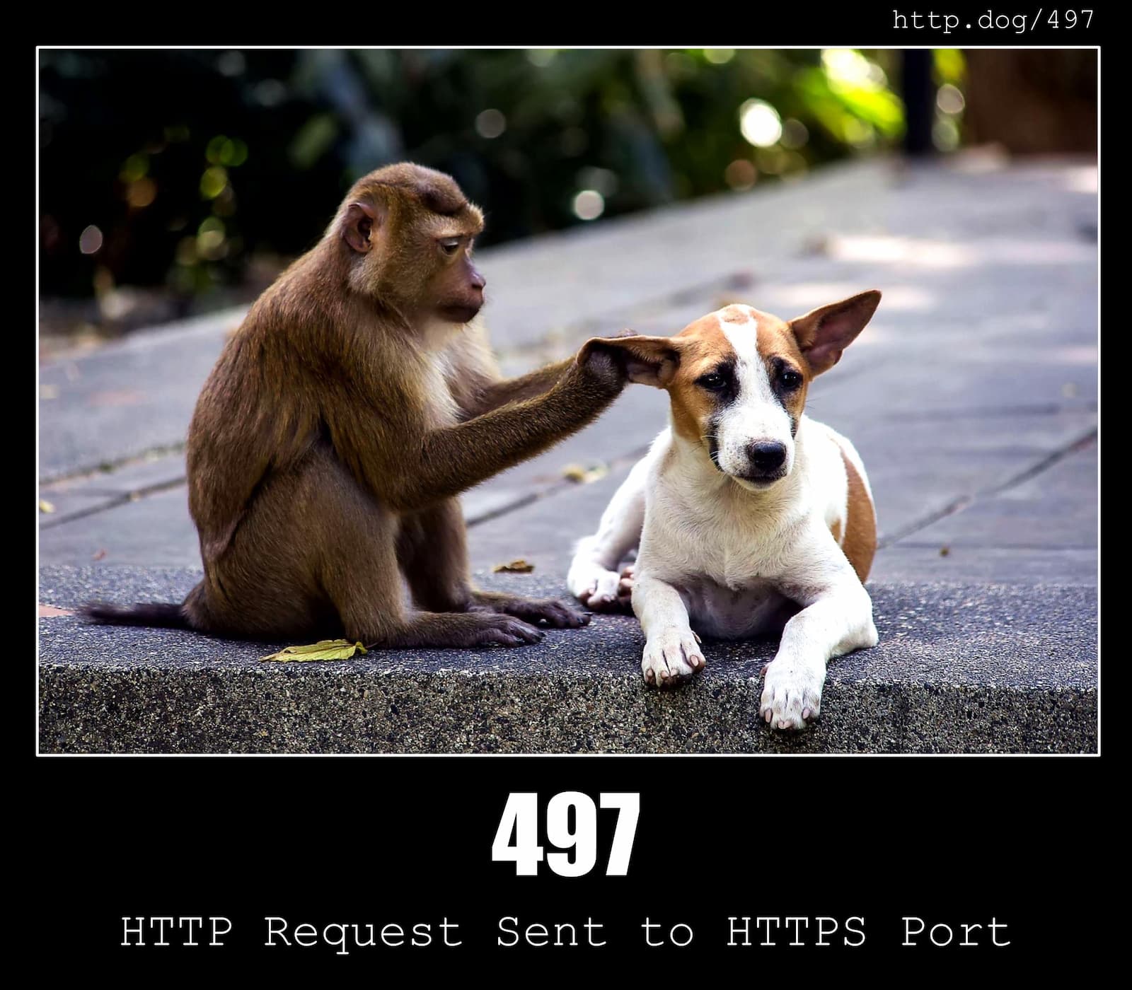 HTTP Status Code 497 HTTP Request Sent to HTTPS Port & Dogs