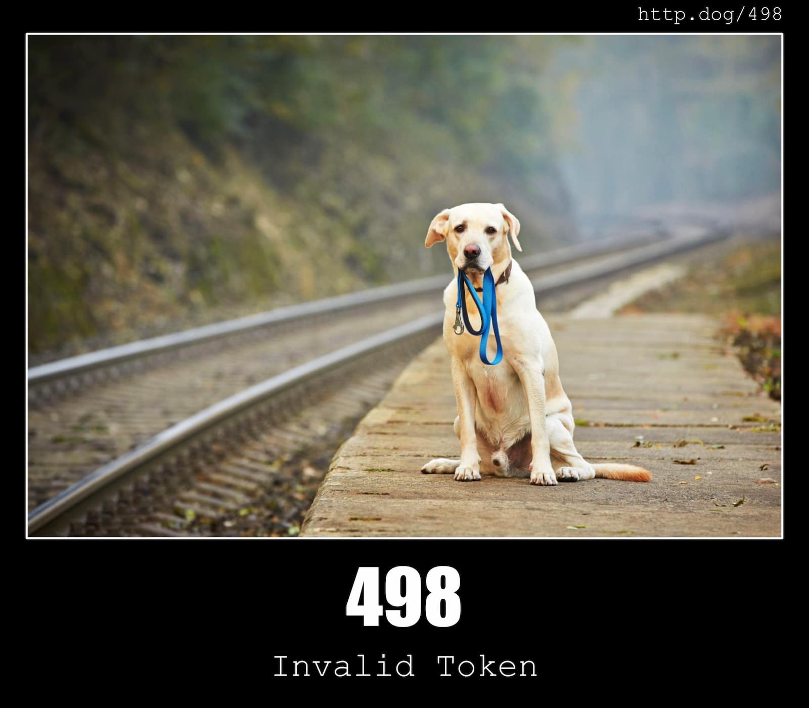 HTTP Status Code 498 Invalid Token & Dogs