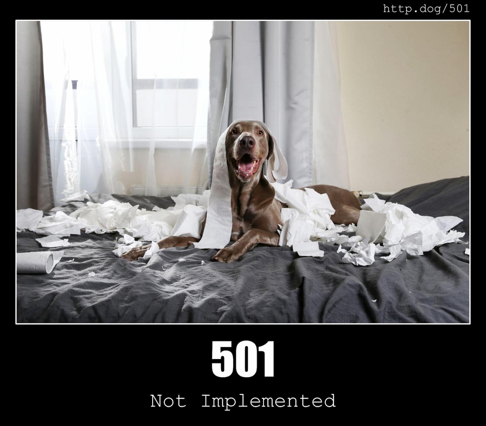 HTTP Status Code 501 Not Implemented & Dogs