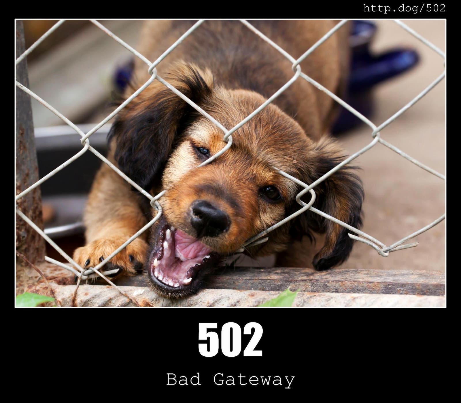 HTTP Status Code 502 Bad Gateway & Dogs