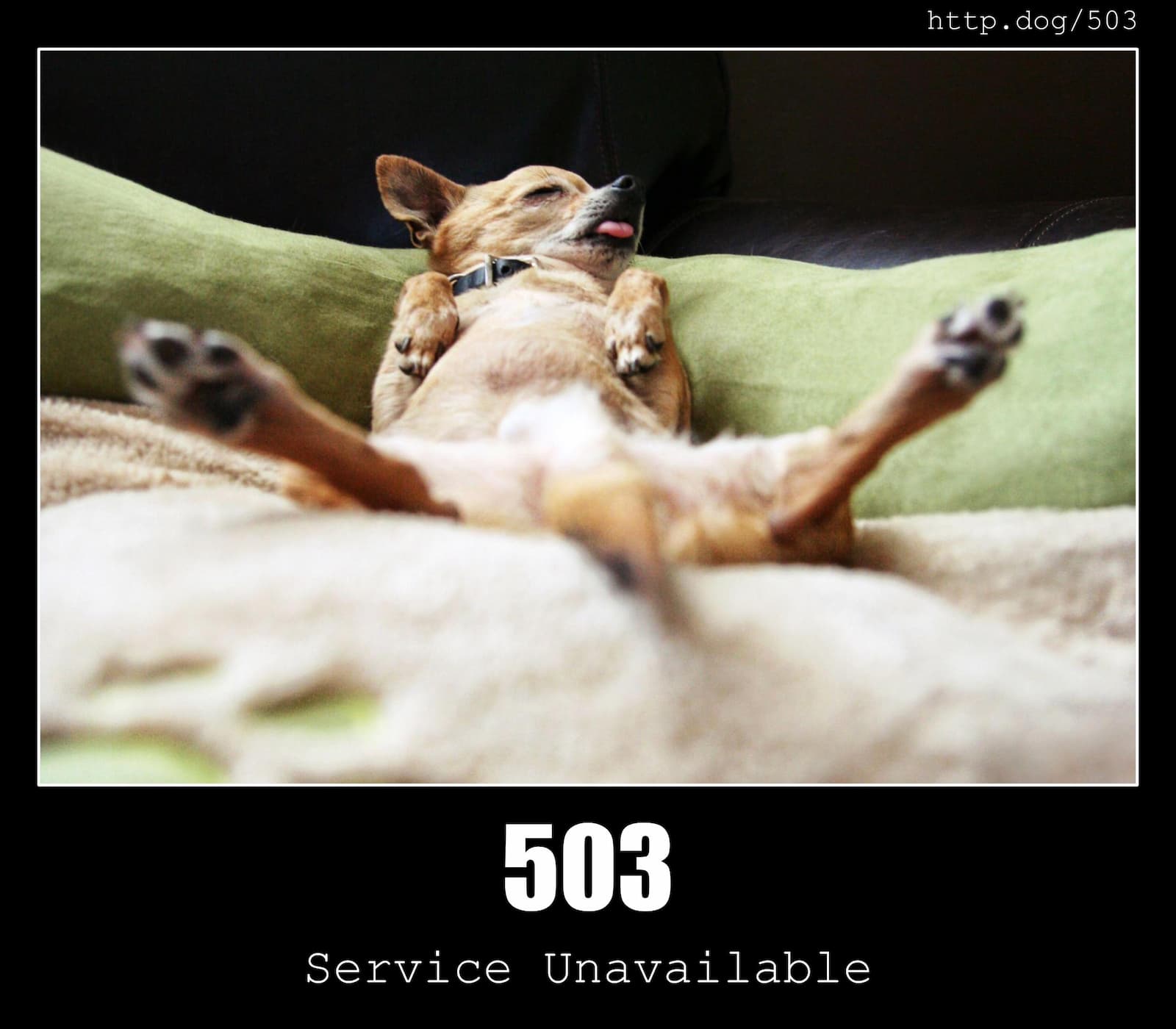 HTTP Status Code 503 Service Unavailable & Dogs