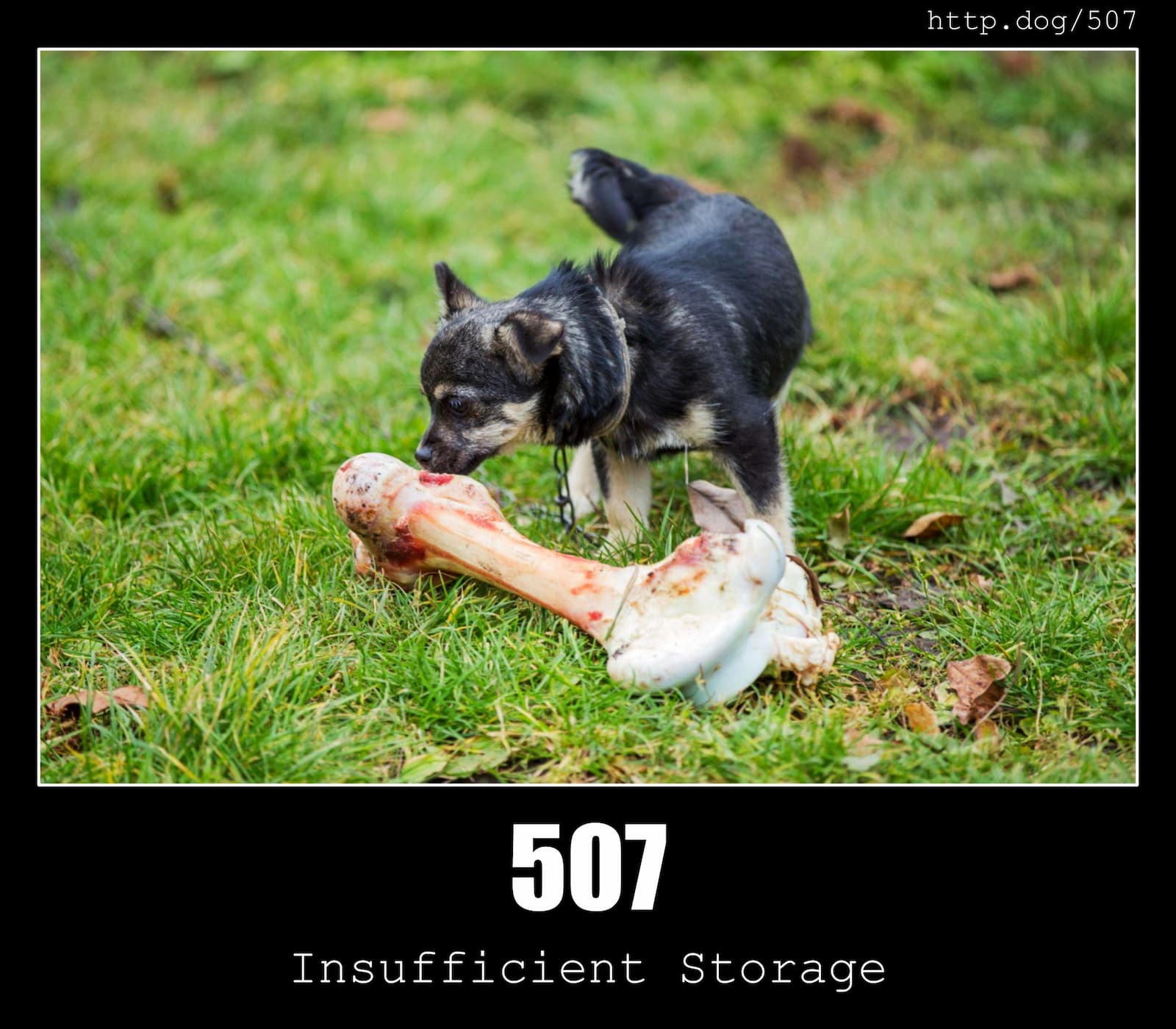HTTP Status Code 507 Insufficient Storage & Dogs