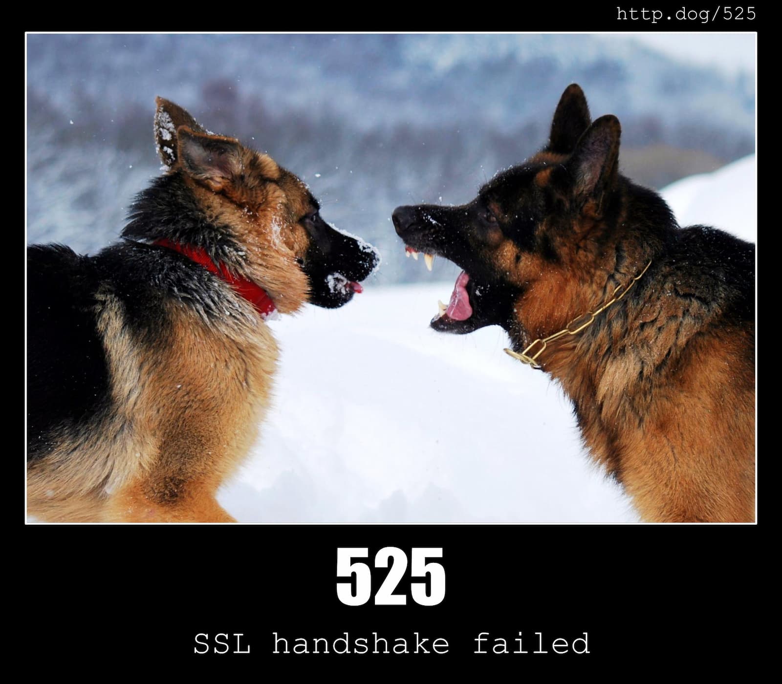 HTTP Status Code 525 SSL handshake failed & Dogs