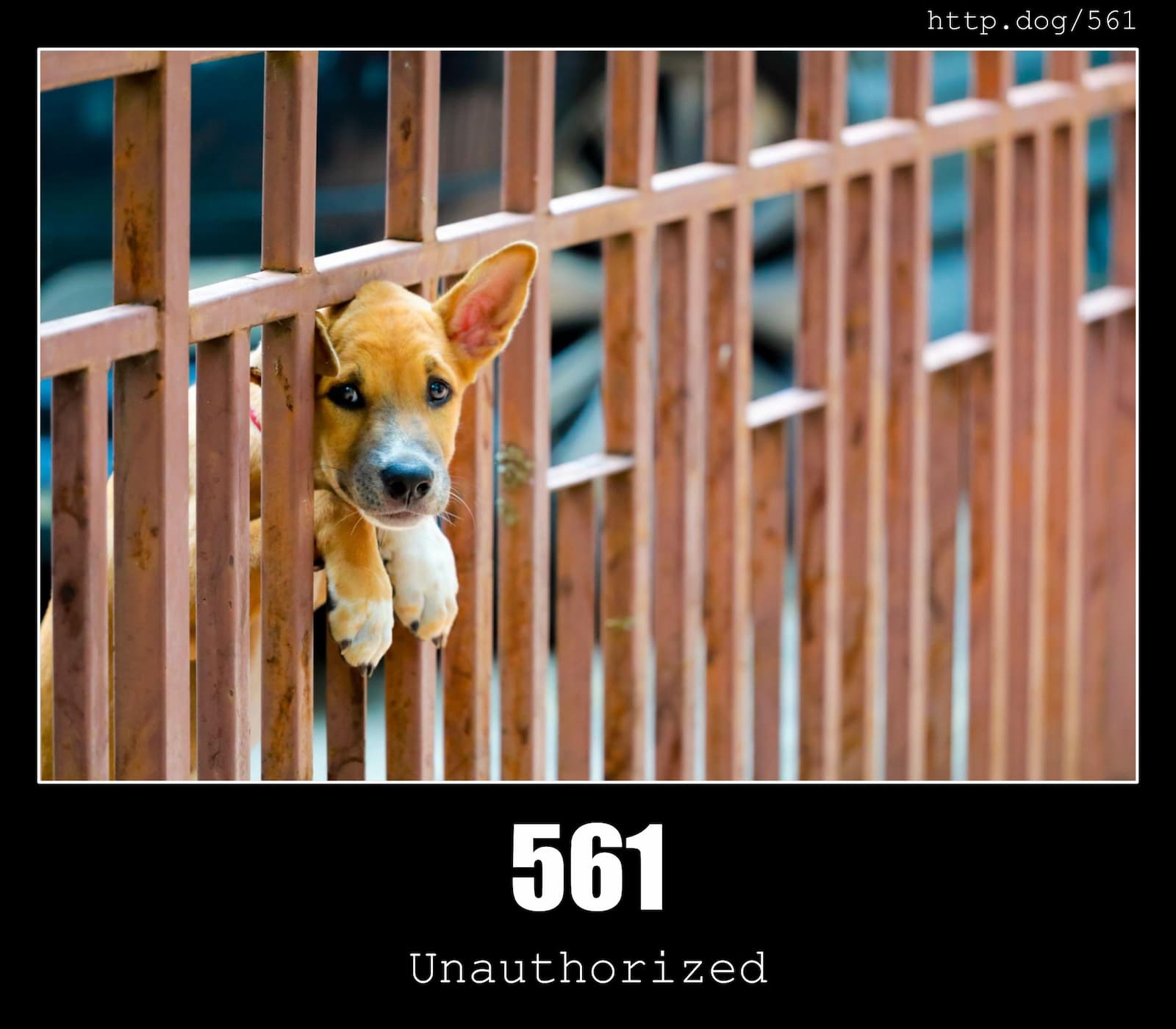 HTTP Status Code 561 Unauthorized & Dogs