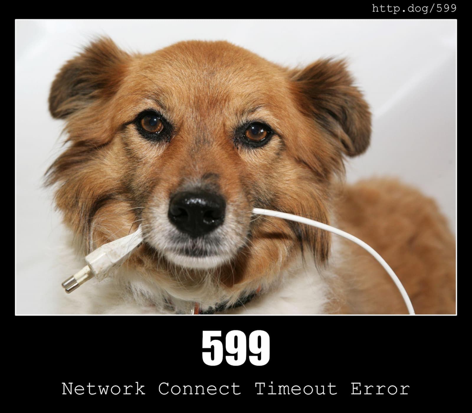 HTTP Status Code 599 Network Connect Timeout Error & Dogs