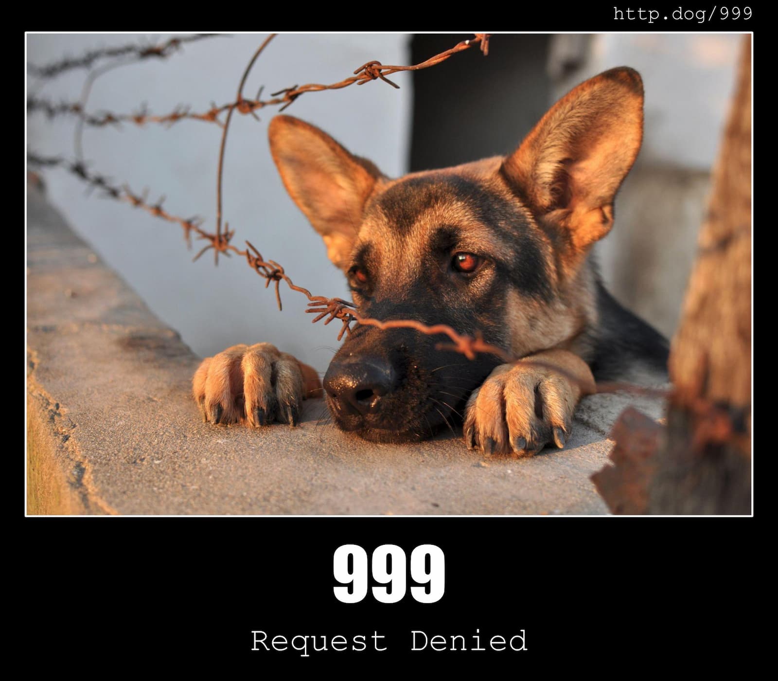 HTTP Status Code 999 Request Denied & Dogs