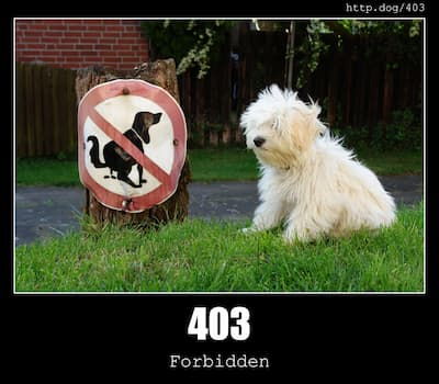 403 Forbidden & Dogs