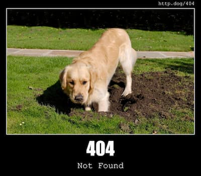 404 Not Found & Dogs