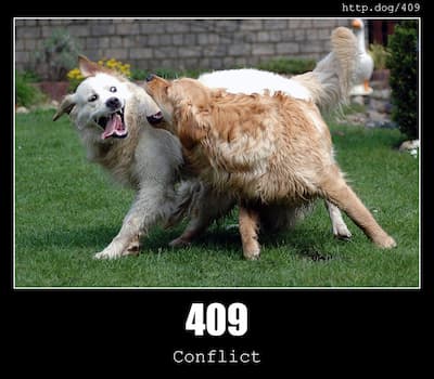 409 Conflict & Dogs