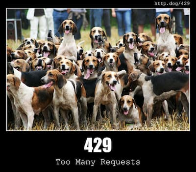 429 Too Many Requests - HTTP status code and cats!