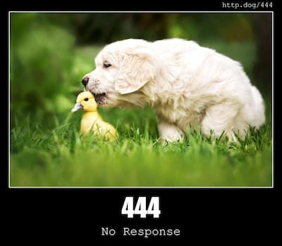 444 No Response & Dogs