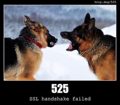 525 SSL handshake failed & Dogs